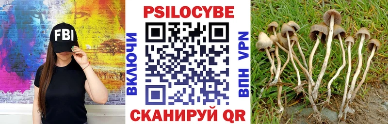 Купить  Сычёвка  Псилоцибиновые грибы MAGIC MUSHROOMS 